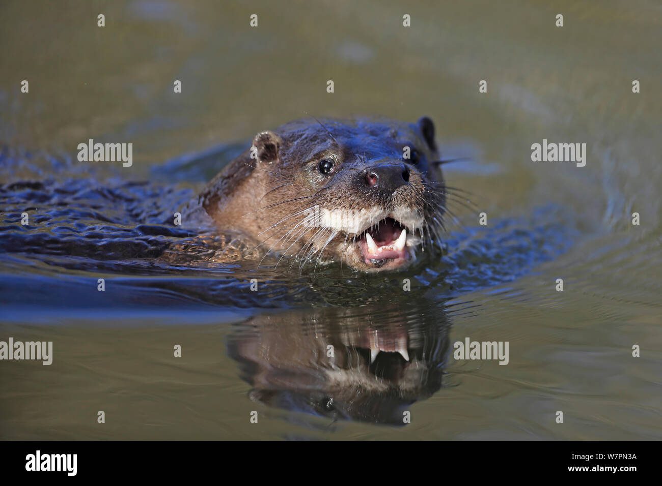 Wild Common Otter (Lutra lutra) swimming, mouth open, Thetford, Norfolk, UK, March Stock Photo