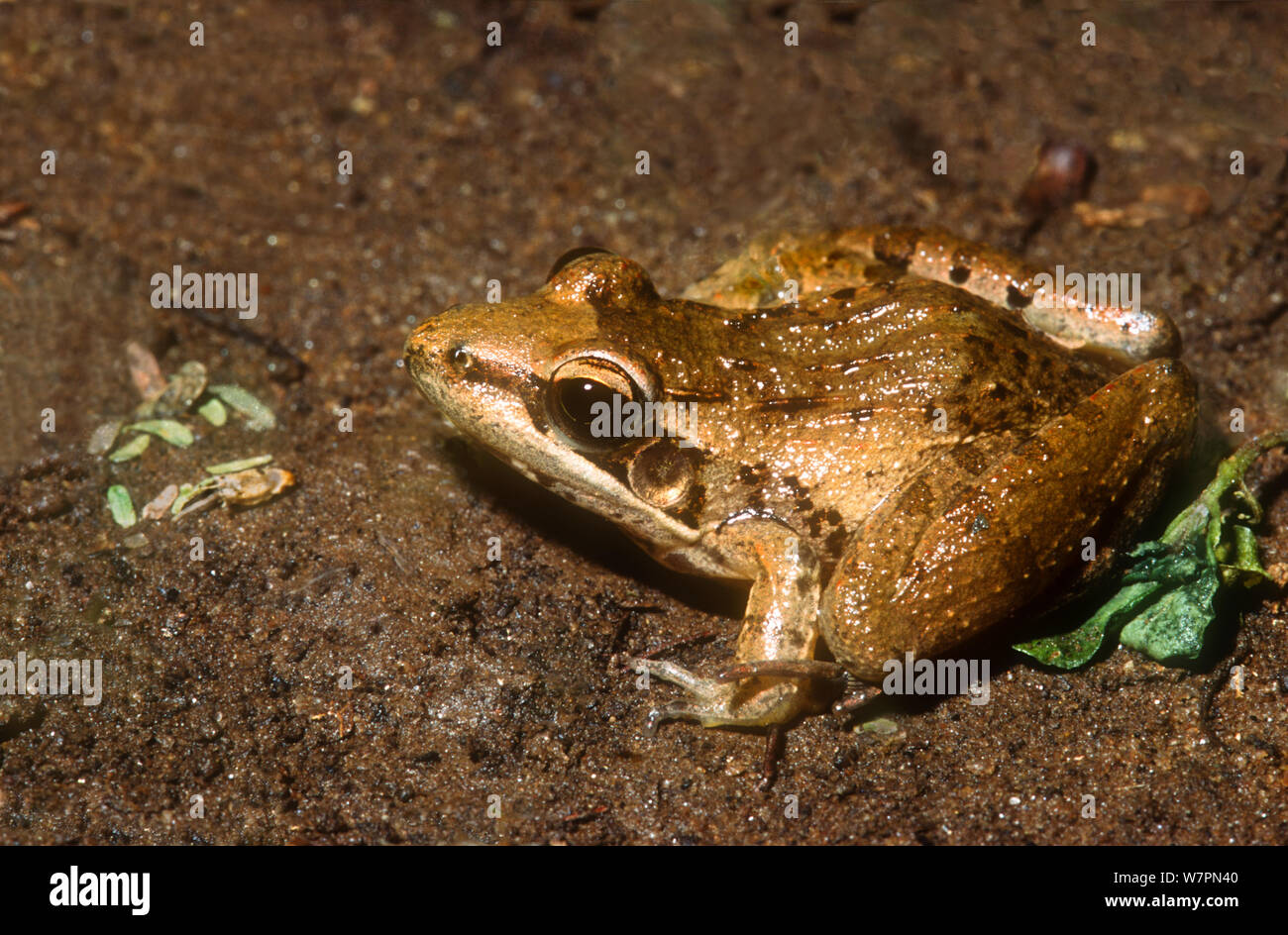 Sharp-nosed grass frog (Ptychadena oxyrhynchus) Samburu National Park, Kenya Stock Photo