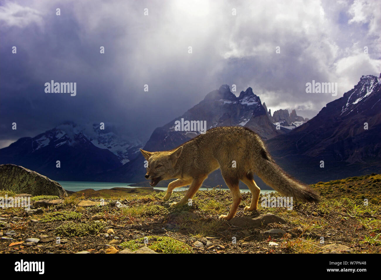 Argentine grey / Patagonian fox (Lycalopex griseus) in its habitat, Torres del Paine National Park, Chile. Stock Photo