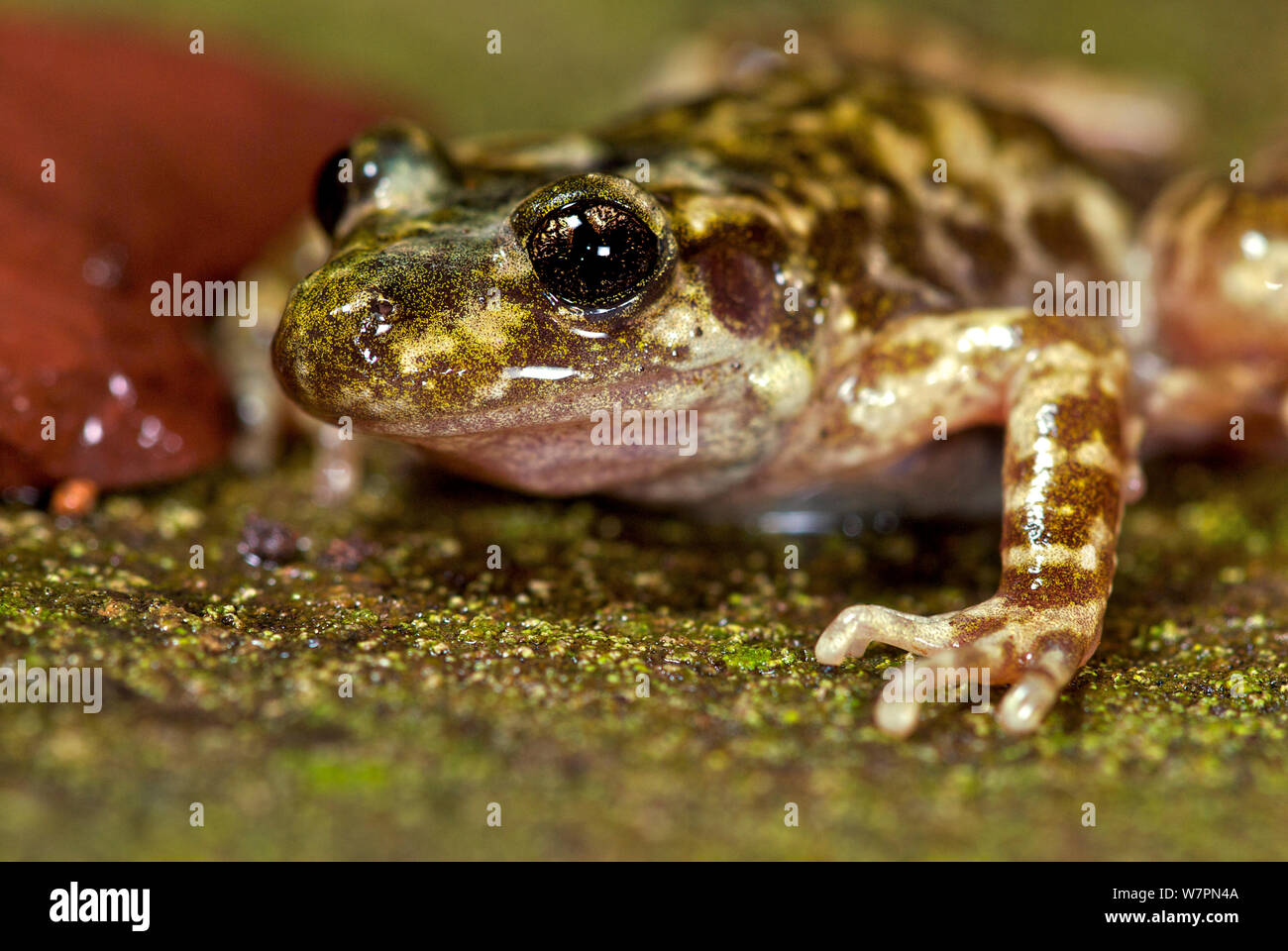 Mallorcan midwife toad hi-res stock photography and images - Alamy