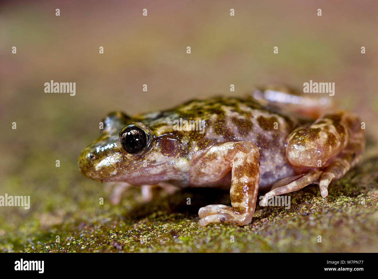 Mallorcan midwife toad hi-res stock photography and images - Alamy