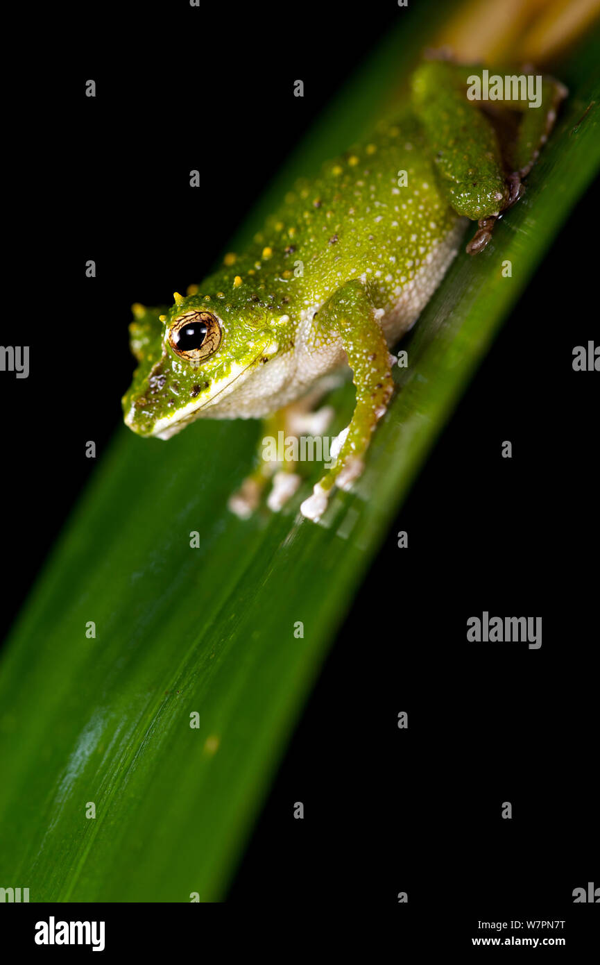 Barking Robber Frog (Pristimantis inusitatus), Ecuador, Vulnerable spcies. Stock Photo