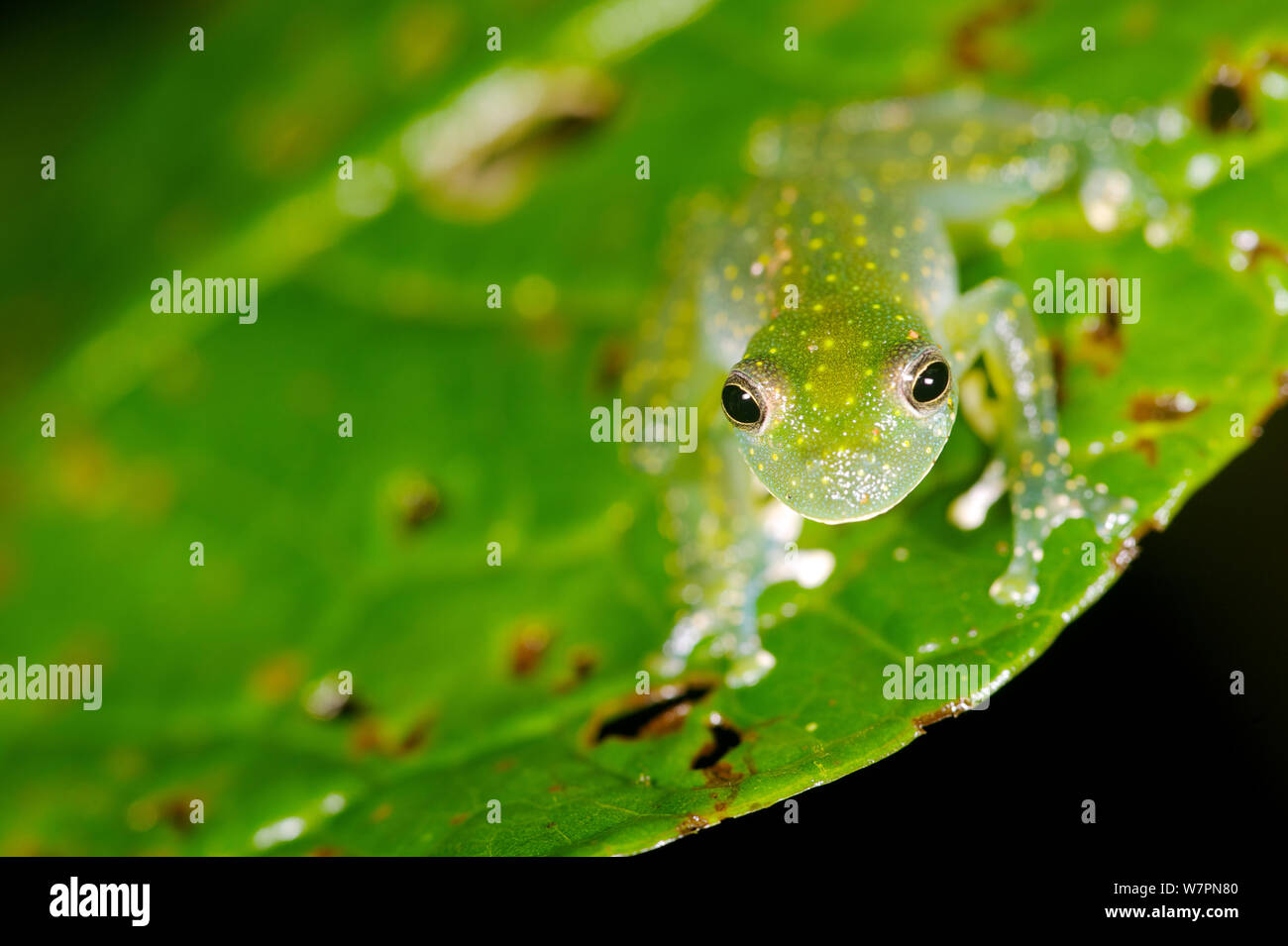 Glass Frog (Cochranella mache) on leaf, Ecuador, Endangered species. Stock Photo
