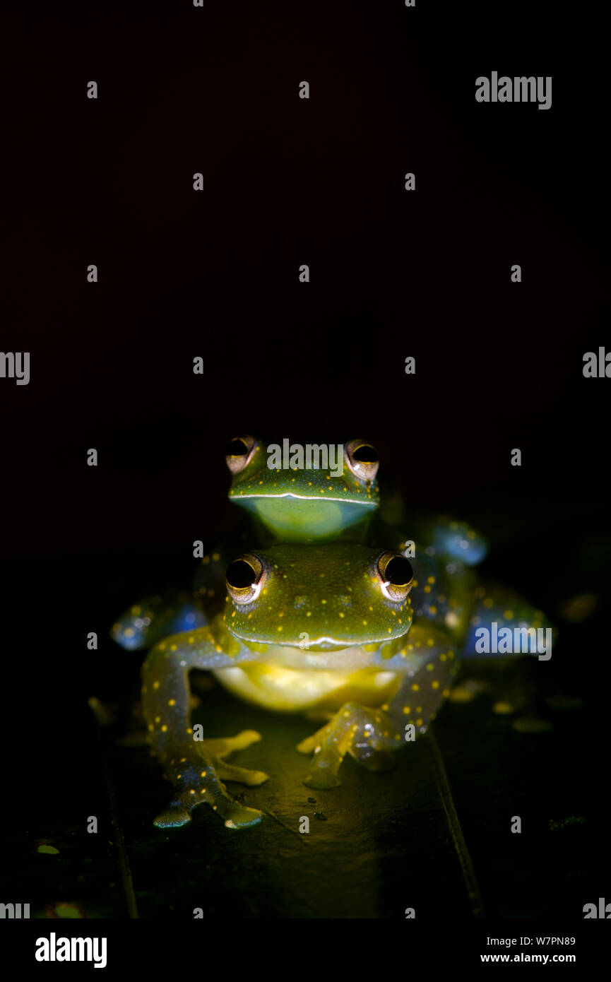 Glass frogs (Cochranella mache) in amplexus. Ecuador, Endangered species. Stock Photo