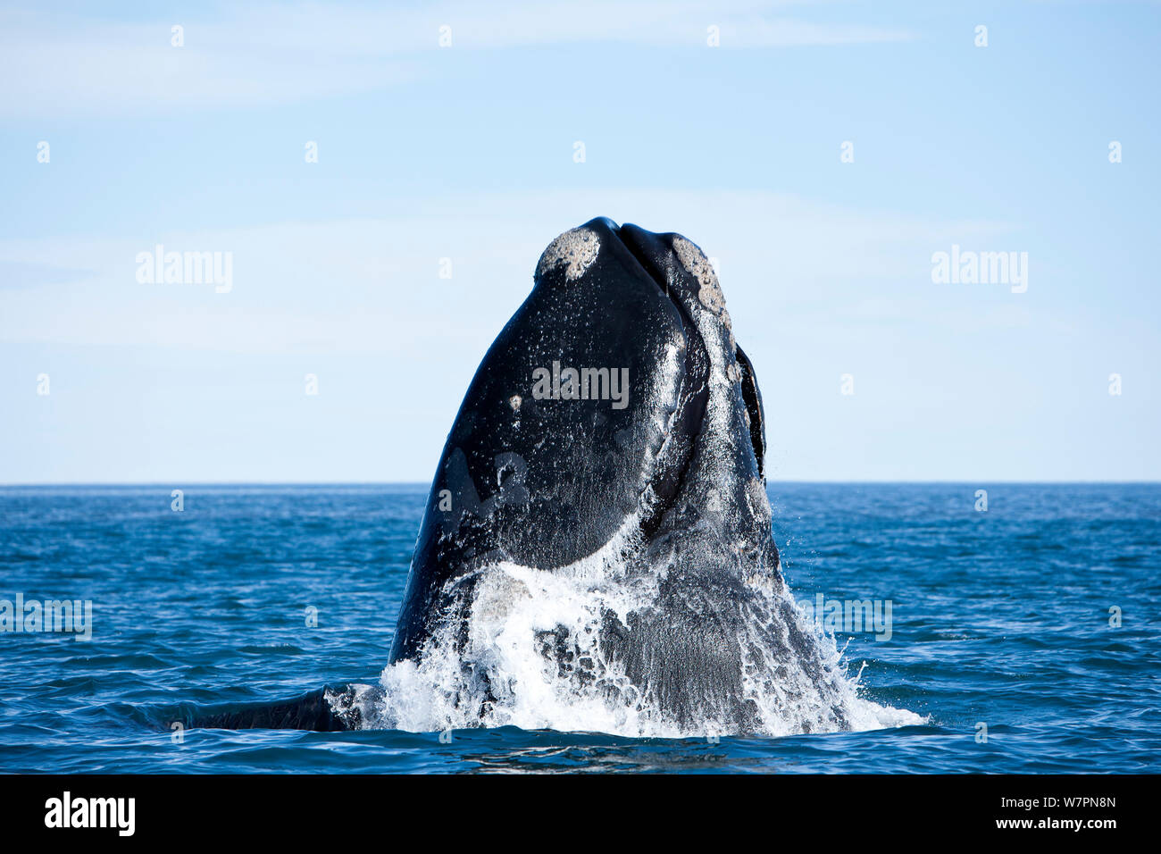 Breaching Southern right whale (Eubalaena australis) Golfo Nuevo, Peninsula Valdes, UNESCO Natural World Heritage Site, Chubut, Patagonia, Argentina, Atlantic Ocean, October Stock Photo
