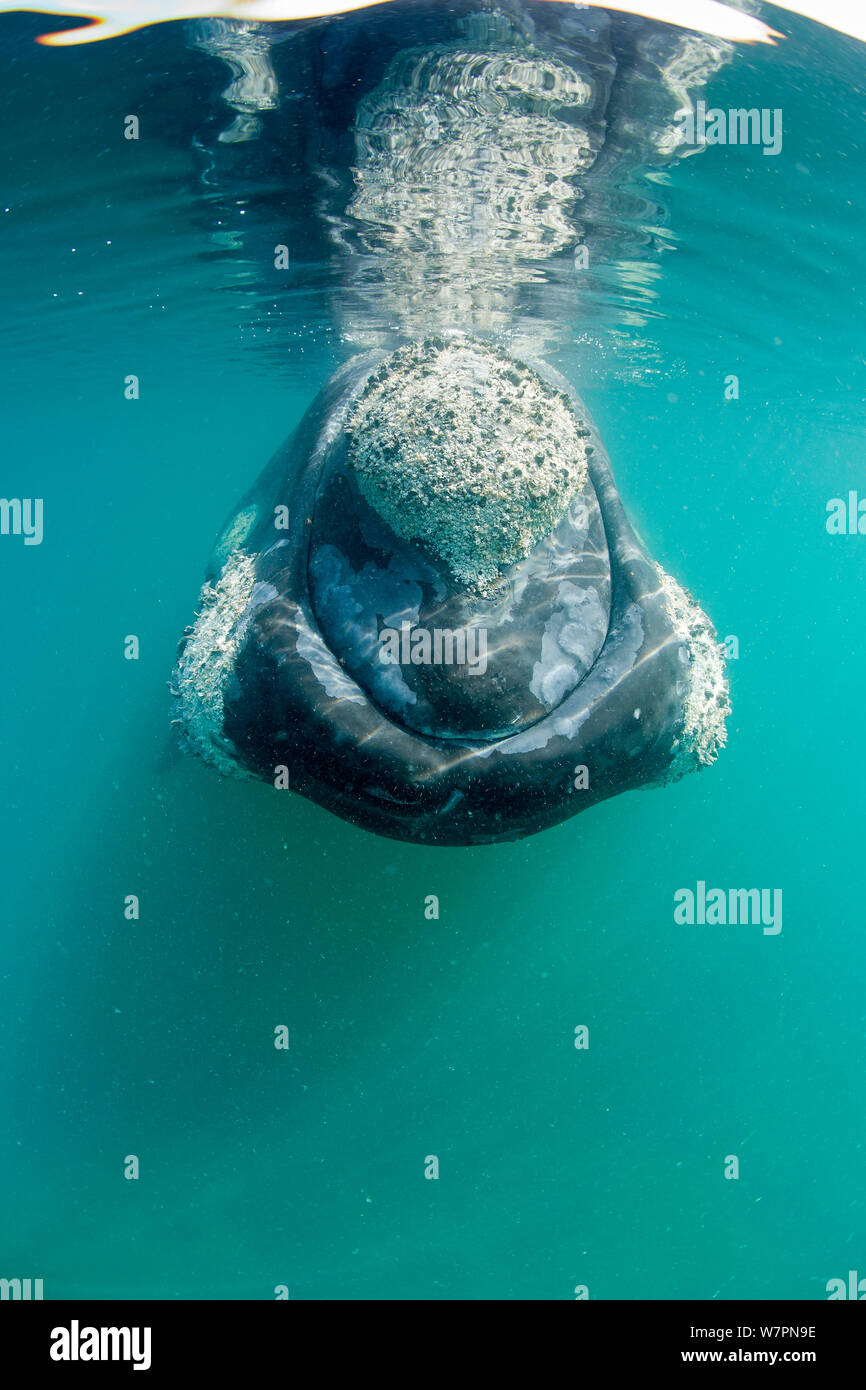 Cyamus ovalis hires stock photography and images Alamy