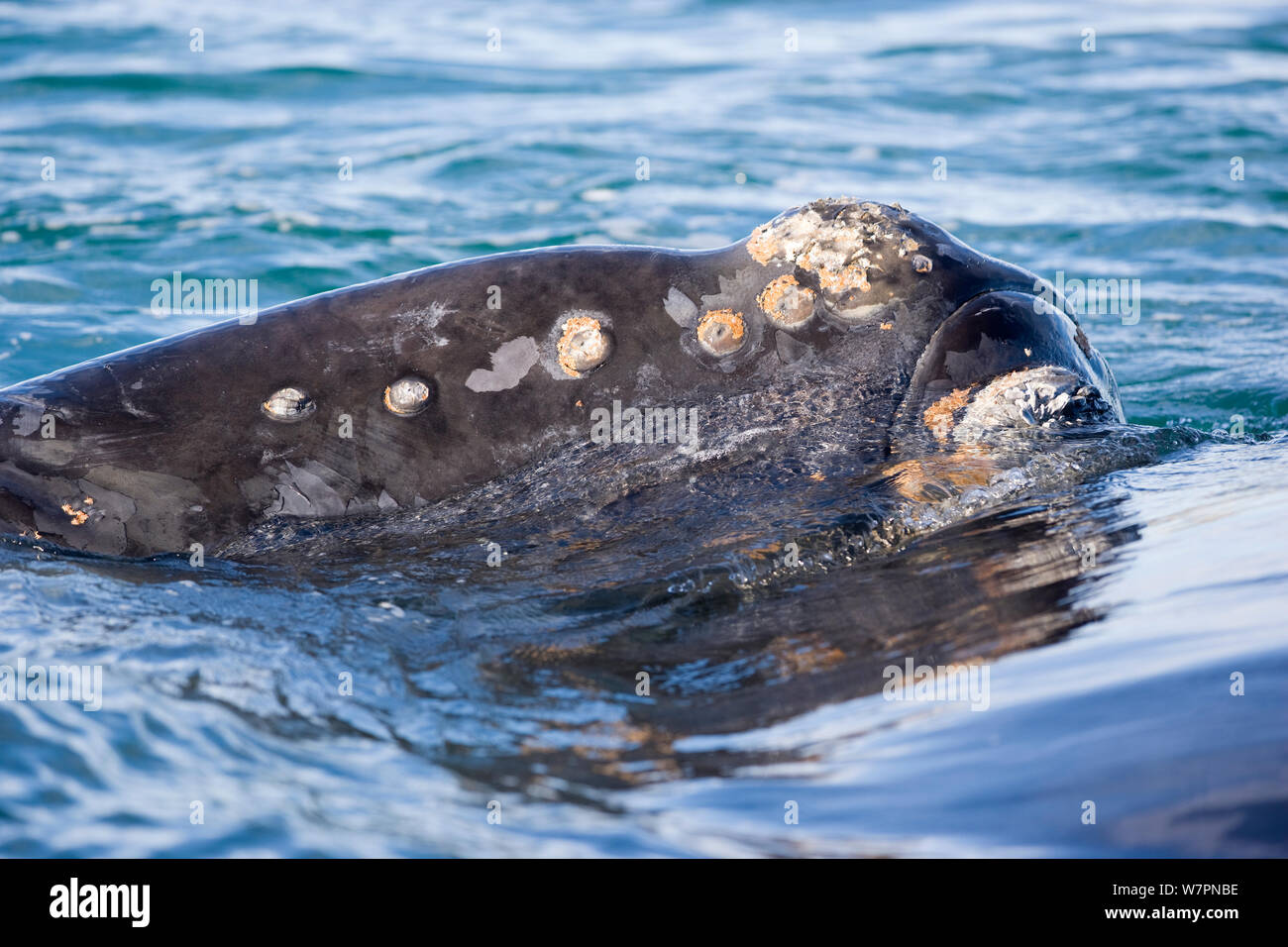 Head of a surfacing Southern right whale (Eubalaena australis)  Golfo Nuevo, Peninsula Valdes, UNESCO Natural World Heritage Site, Chubut, Patagonia, Argentina, Atlantic Ocean, October Stock Photo