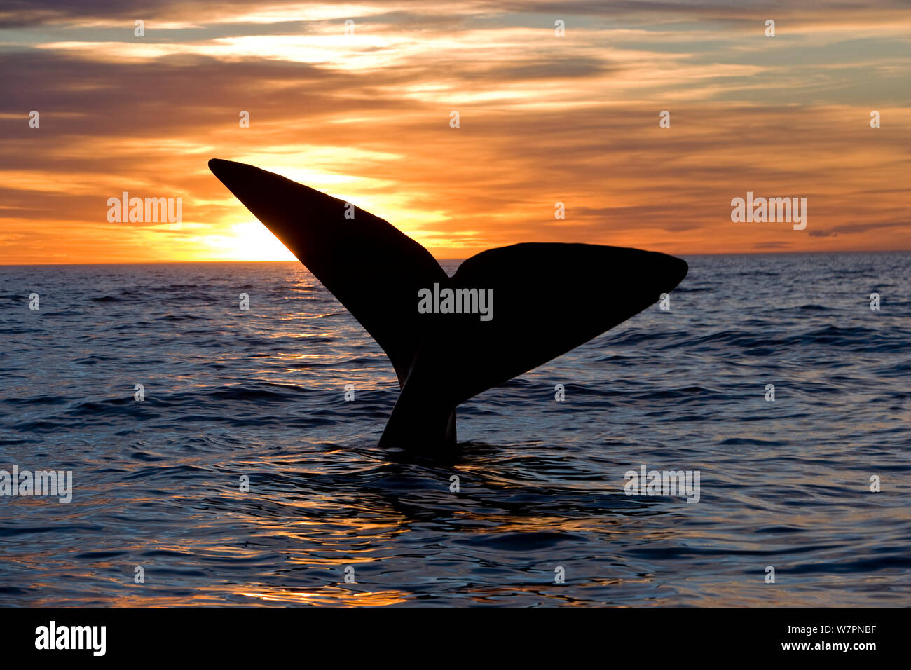 Fluking southern right whale hi-res stock photography and images - Alamy