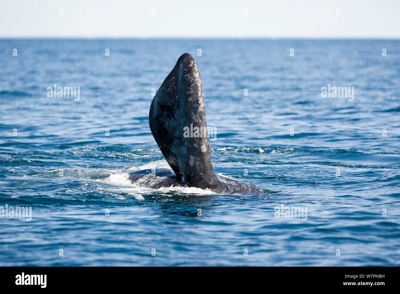 Pectoral fin of Southern right whale (Eubalaena australis) Golfo Nuevo, Peninsula Valdes, UNESCO Natural World Heritage Site, Chubut, Patagonia, Argentina, Atlantic Ocean, October Stock Photo