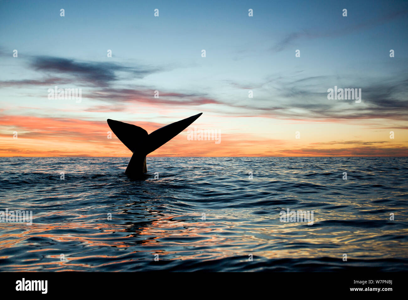 Tail of Southern right whale (Eubalaena australis) at sunset, Golfo ...