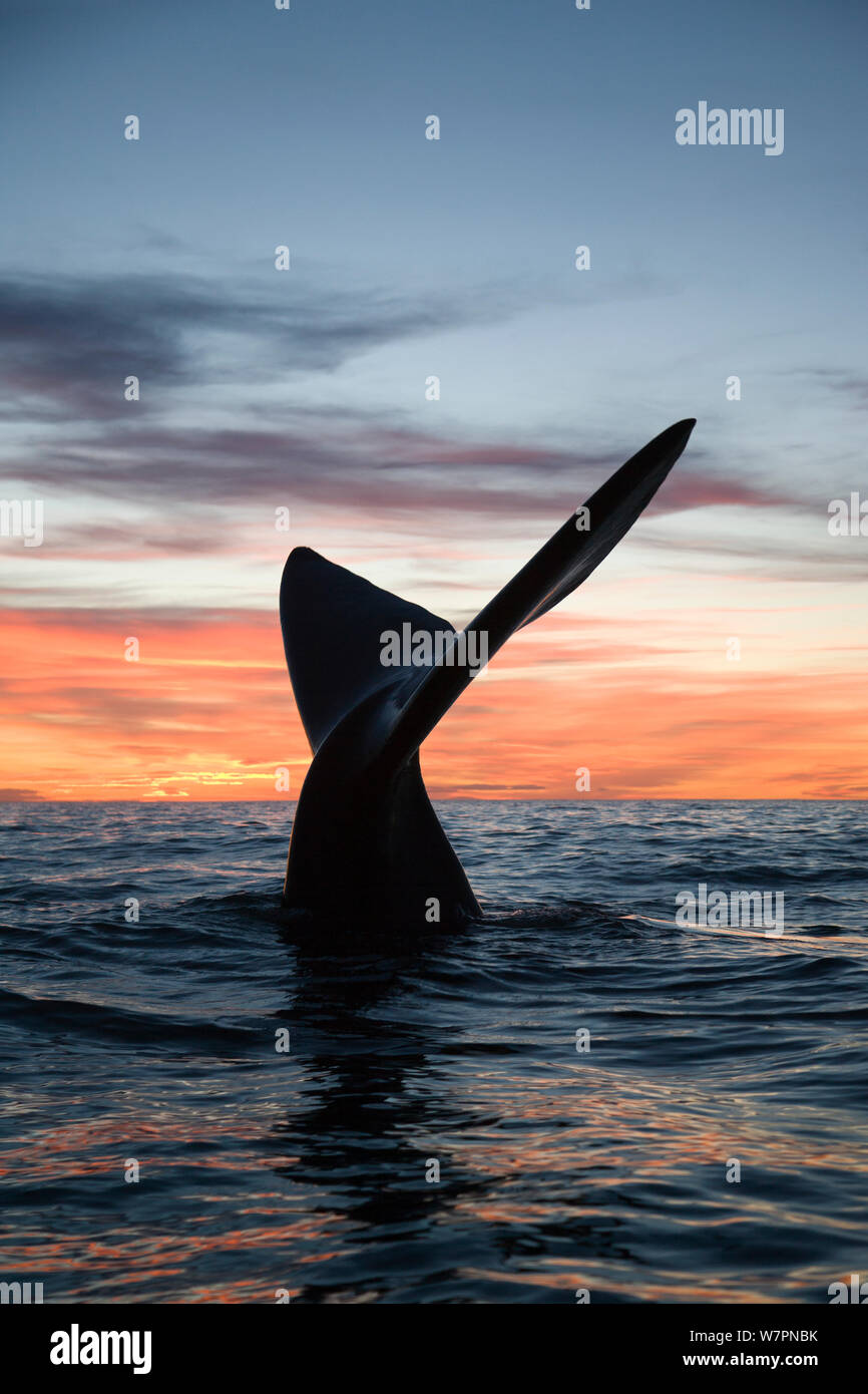 Tail of Southern right whale (Eubalaena australis) at sunset, Golfo ...