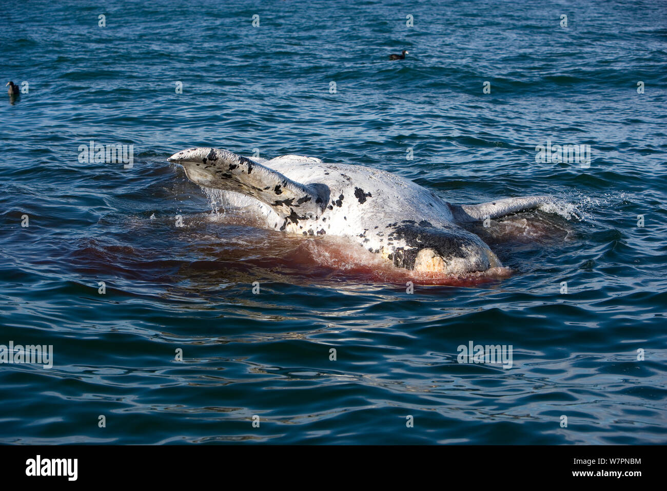 Dead Southern right whale calf (Eubalaena australis) floating on ocean, Puerto Piramides, Golfo Nuevo, Peninsula Valdes UNESCO Natural World Heritage Site, Chubut, Patagonia, Argentina, Atlantic Ocean, October Stock Photo