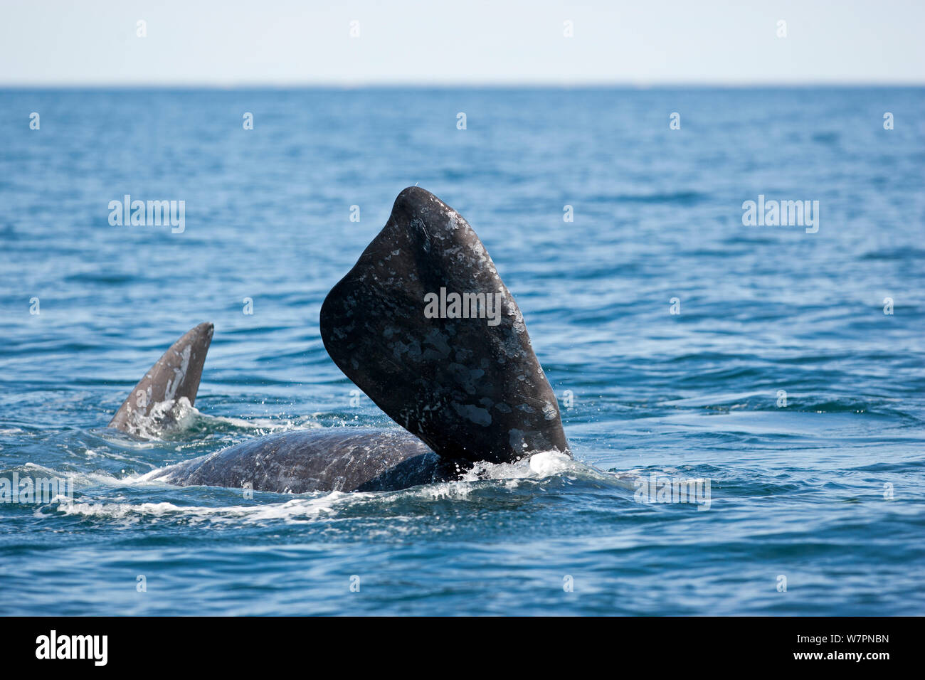 Pectoral fin of Southern right whale (Eubalaena australis) Golfo Nuevo, Peninsula Valdes, UNESCO Natural World Heritage Site, Chubut, Patagonia, Argentina, Atlantic Ocean, October Stock Photo