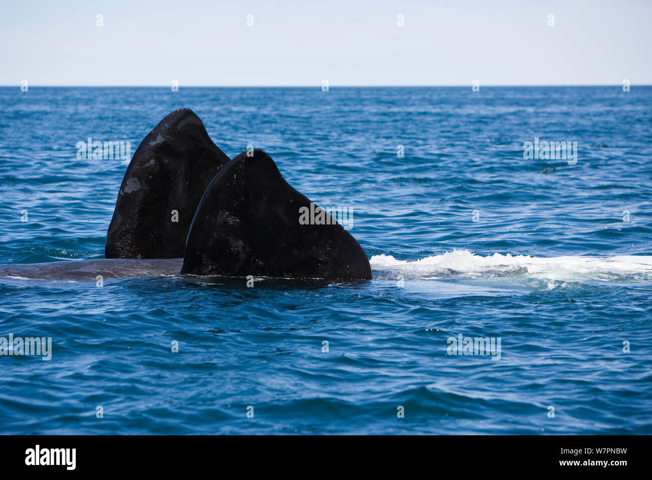 Pectoral fins of Southern right whale (Eubalaena australis) swimming on its back, Golfo Nuevo, Peninsula Valdes, UNESCO Natural World Heritage Site, Chubut, Patagonia, Argentina, Atlantic Ocean, October Stock Photo