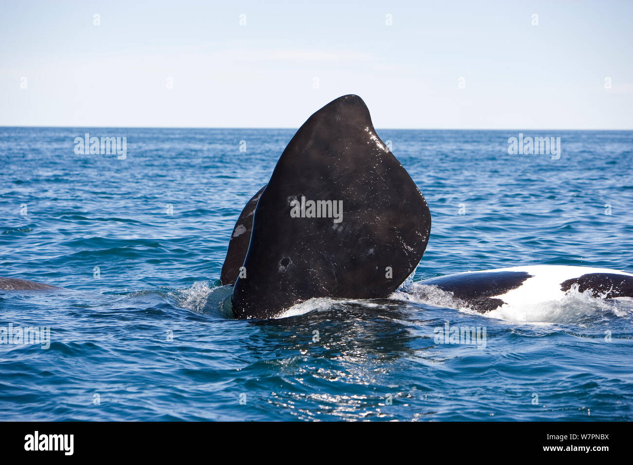 Pectoral fin of Southern right whale (Eubalaena australis) swimming on its back, Golfo Nuevo, Peninsula Valdes, UNESCO Natural World Heritage Site, Chubut, Patagonia, Argentina, Atlantic Ocean, October Stock Photo