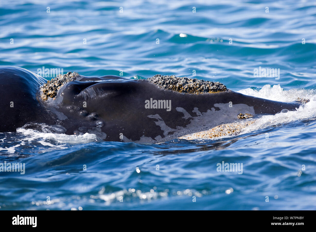 Blowhole of Southern right whale (Eubalaena australis) Golfo Nuevo, Peninsula Valdes, UNESCO Natural World Heritage Site, Chubut, Patagonia, Argentina, Atlantic Ocean, October Stock Photo