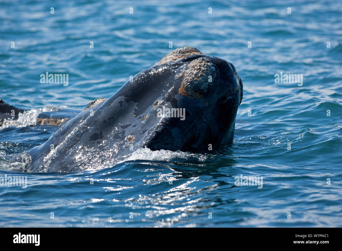 Head of a surfacing Southern right whale (Eubalaena australis) Golfo Nuevo, Peninsula Valdes, UNESCO Natural World Heritage Site, Chubut, Patagonia, Argentina, Atlantic Ocean, October Stock Photo
