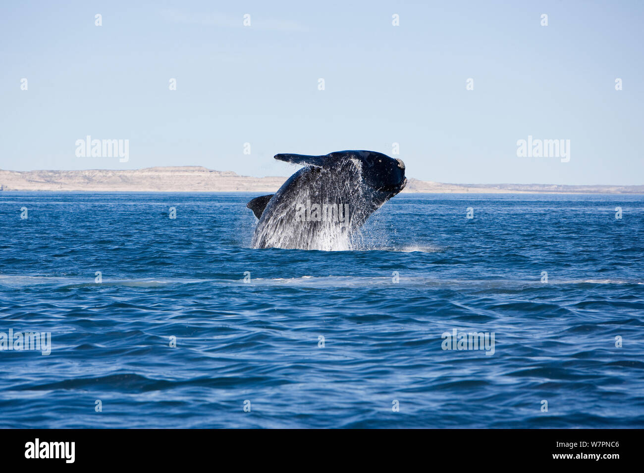 Southern right whale (Eubalaena australis) breaching, Golfo Nuevo, Peninsula Valdes, UNESCO Natural World Heritage Site, Chubut, Patagonia, Argentina, Atlantic Ocean, October Stock Photo