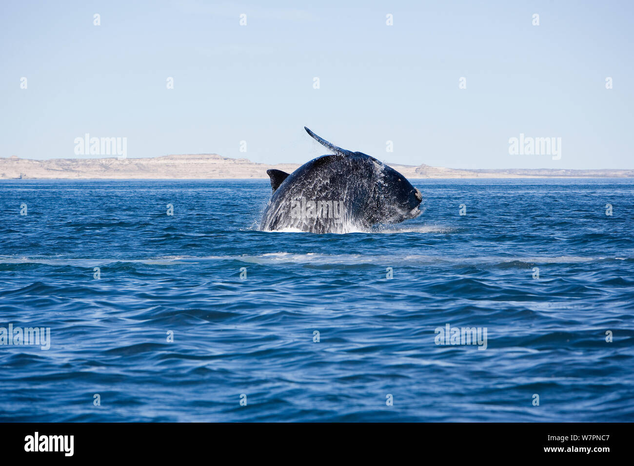 Southern right whale (Eubalaena australis) breaching, Golfo Nuevo, Peninsula Valdes, UNESCO Natural World Heritage Site, Chubut, Patagonia, Argentina, Atlantic Ocean, October Stock Photo