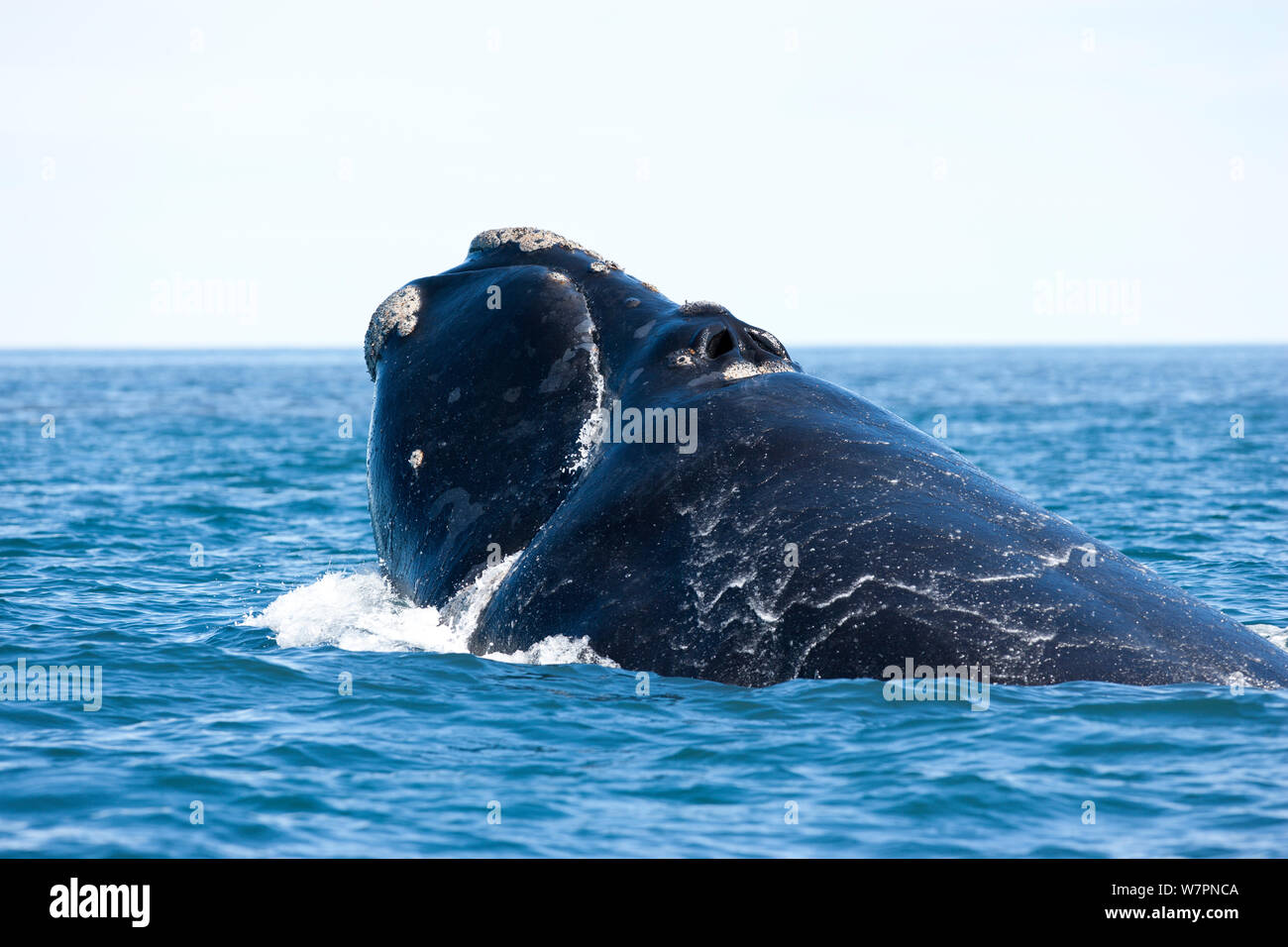 Head of a surfacing Southern right whale (Eubalaena australis) Golfo Nuevo, Peninsula Valdes, UNESCO Natural World Heritage Site, Chubut, Patagonia, Argentina, Atlantic Ocean, October Stock Photo