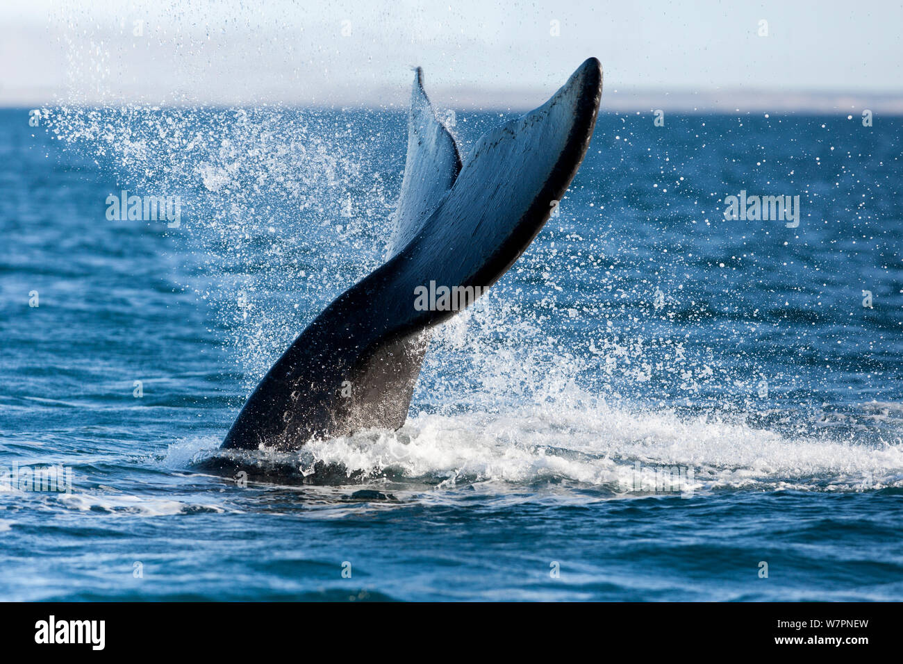 Tail splashing of southern right whale (Eubalaena australis) Golfo ...