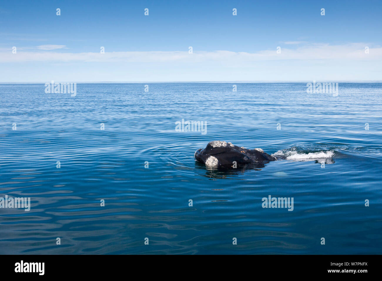 Surfacing Southern right whale (Eubalaena australis) Golfo Nuevo, Peninsula Valdes, UNESCO Natural World Heritage Site, Chubut, Patagonia, Argentina, Atlantic Ocean, October Stock Photo