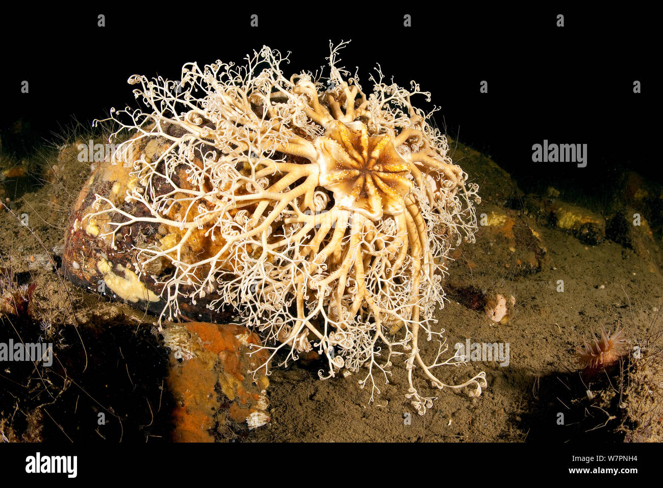 Basket sea star hires stock photography and images Alamy