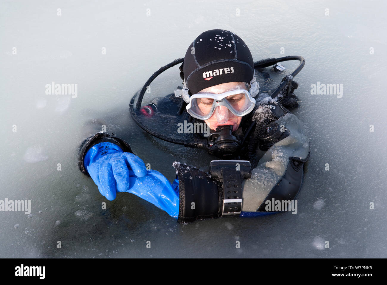 Scuba diver inside the maina (sawed triangular entry hole) with melted ice ready to go diving under the ice, Arctic circle Dive Center, White Sea, Karelia, Northern Russia, March 2010 Stock Photo