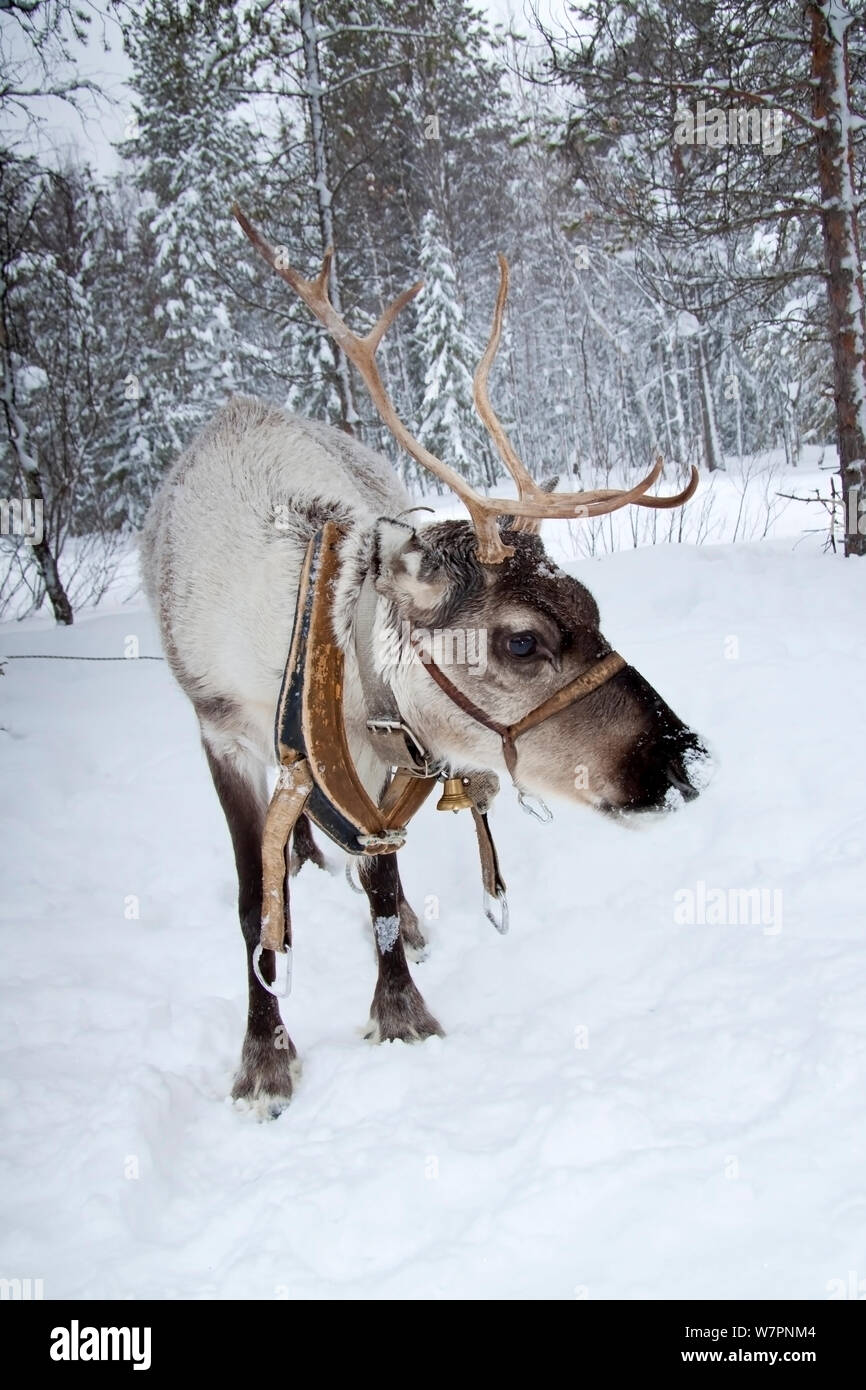 Domesticated reindeer (Rangifer tarandus) Arctic circle Dive Center, White Sea, Karelia, northern Russia Stock Photo
