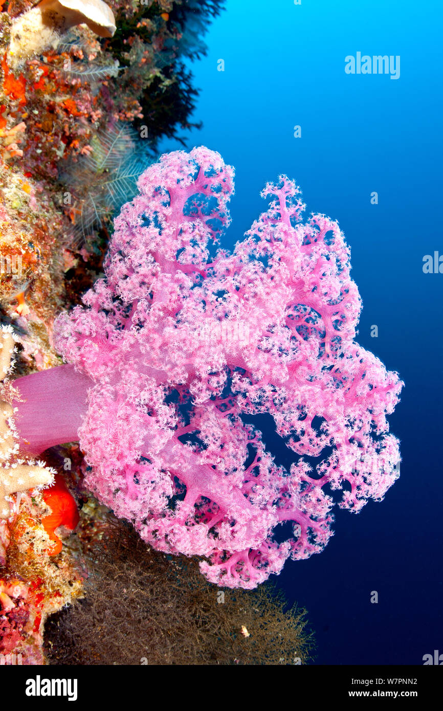 Soft coral (Dendronephthya sp) Maldives, Indian Ocean Stock Photo