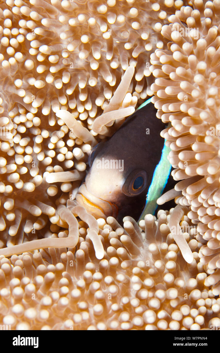 Yellow-tail anemonefish (Amphiprion sebae) in  anemone, Maldives, Indian Ocean Stock Photo