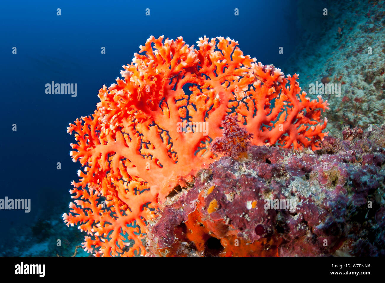 Red lace coral (Distichopora sp.) Maldives, Indian Ocean Stock Photo