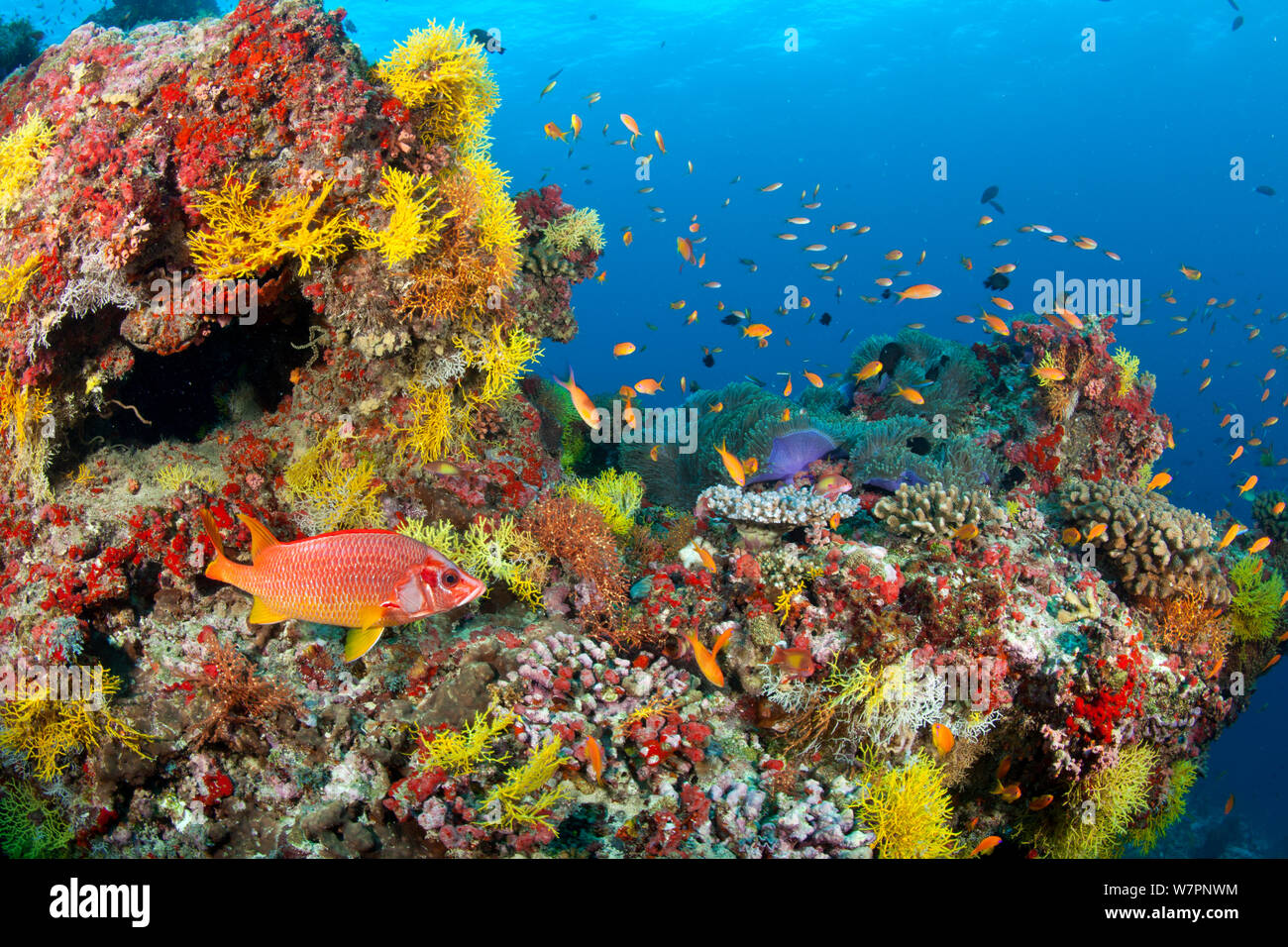 Coral reef teeming with life, Maldives, Indian Ocean Stock Photo