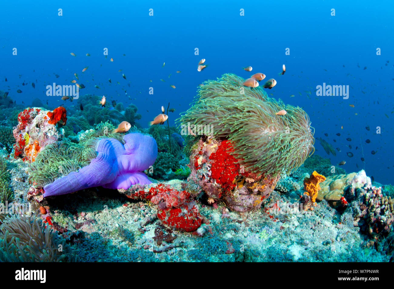 Magnificent Sea anemone (Heteractis magnifica) with Blackfoot anemonefish (Amphiprion nigripes) Maldives, Indian Ocean Stock Photo