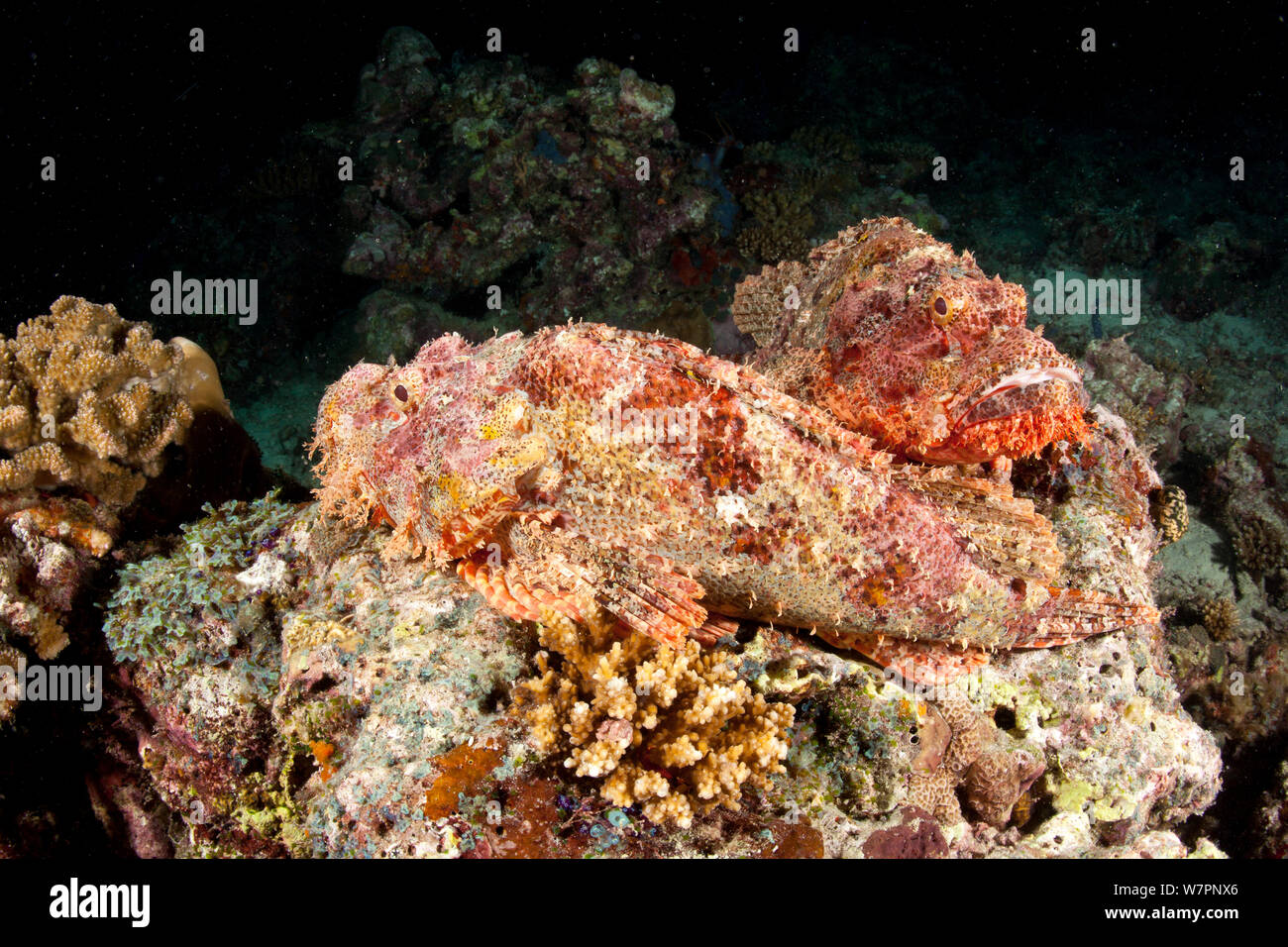 Two Tasseled scorpionfish (Scorpaenopsis oxycephala) Maldives, Indian Ocean Stock Photo