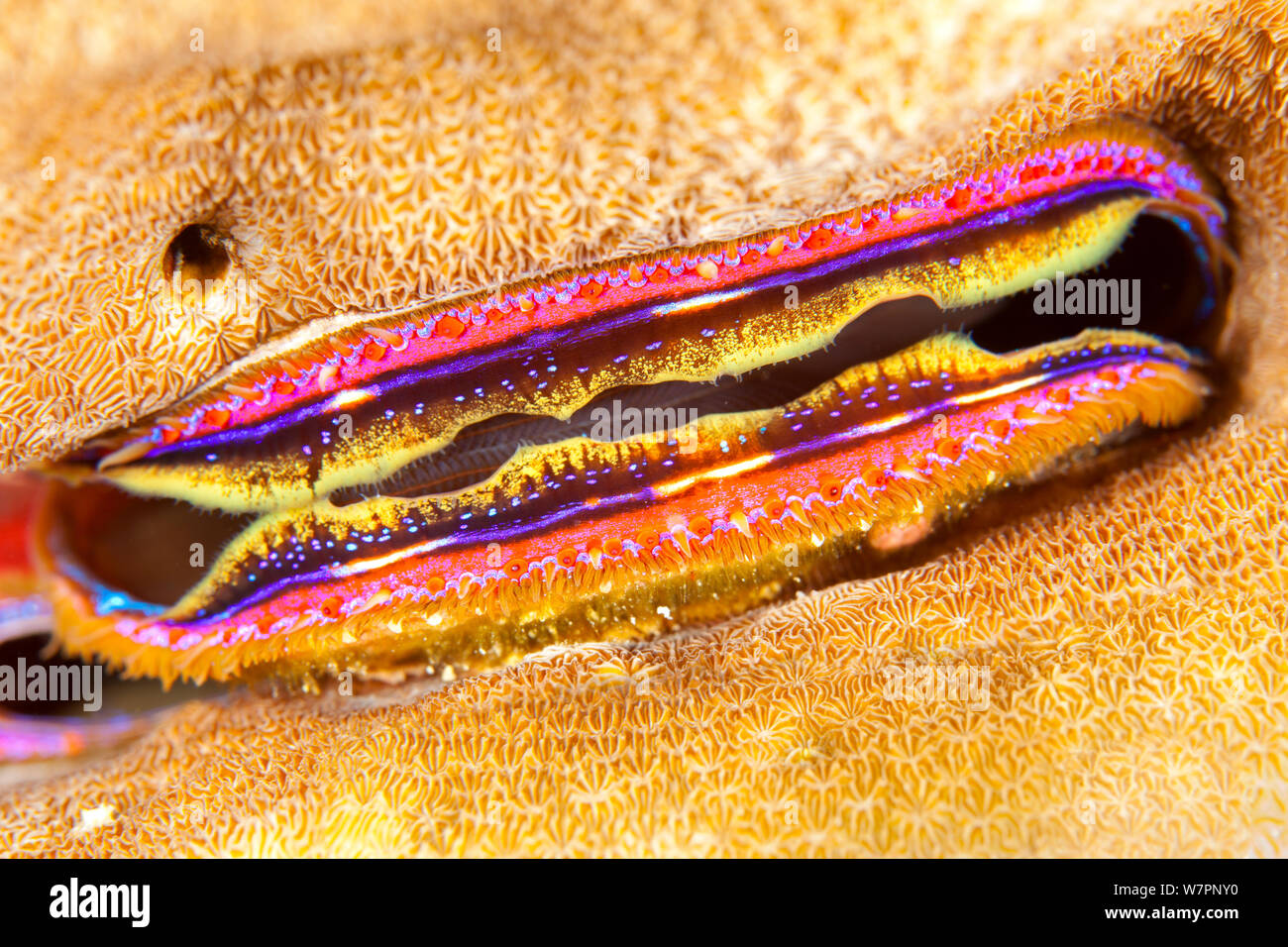 Coral clam (Pedum spondyloideum) Maldives, Indian Ocean Stock Photo