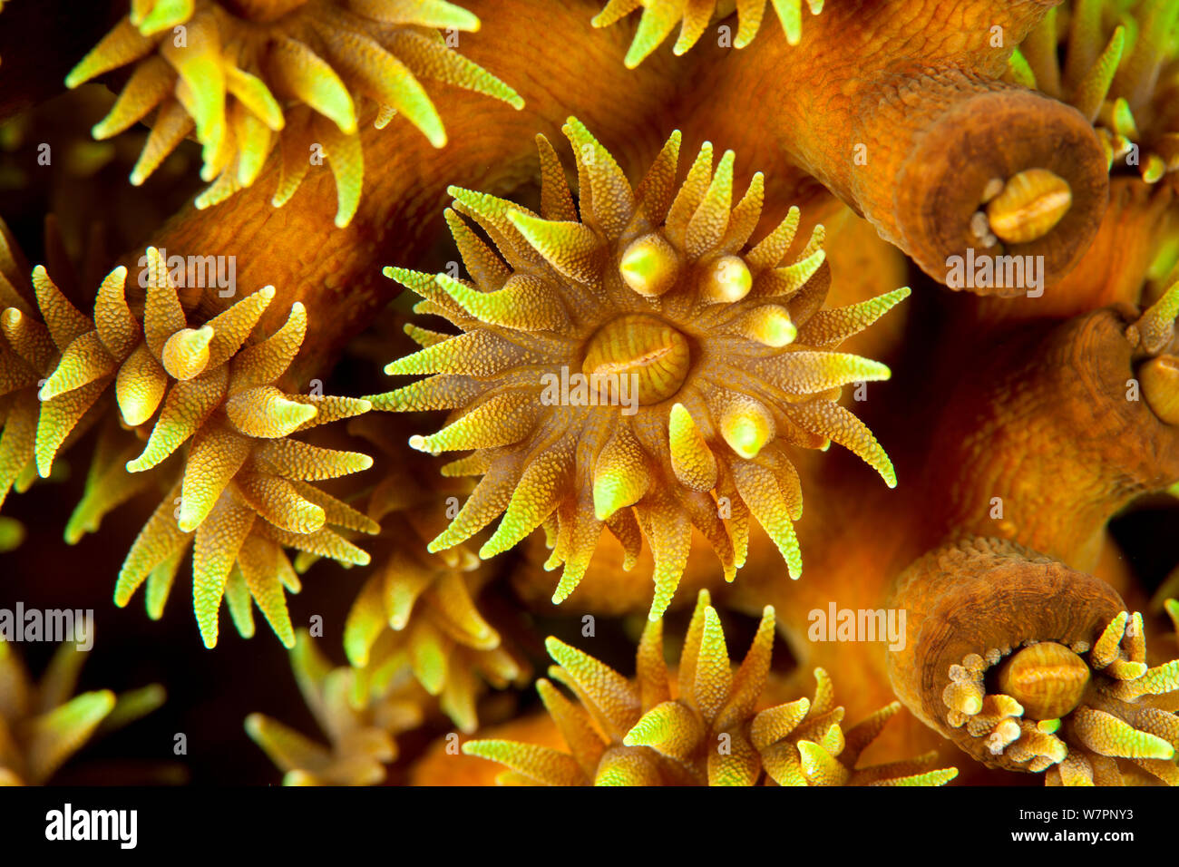 Polyp detail of coral (Tubastraea micrantha) Maldives, Indian Ocean Stock Photo
