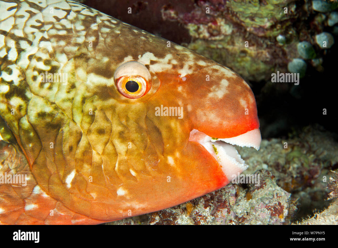 Ember parrotfish (Scarus rubroviolaceus) Maldives, Indian Ocean Stock Photo