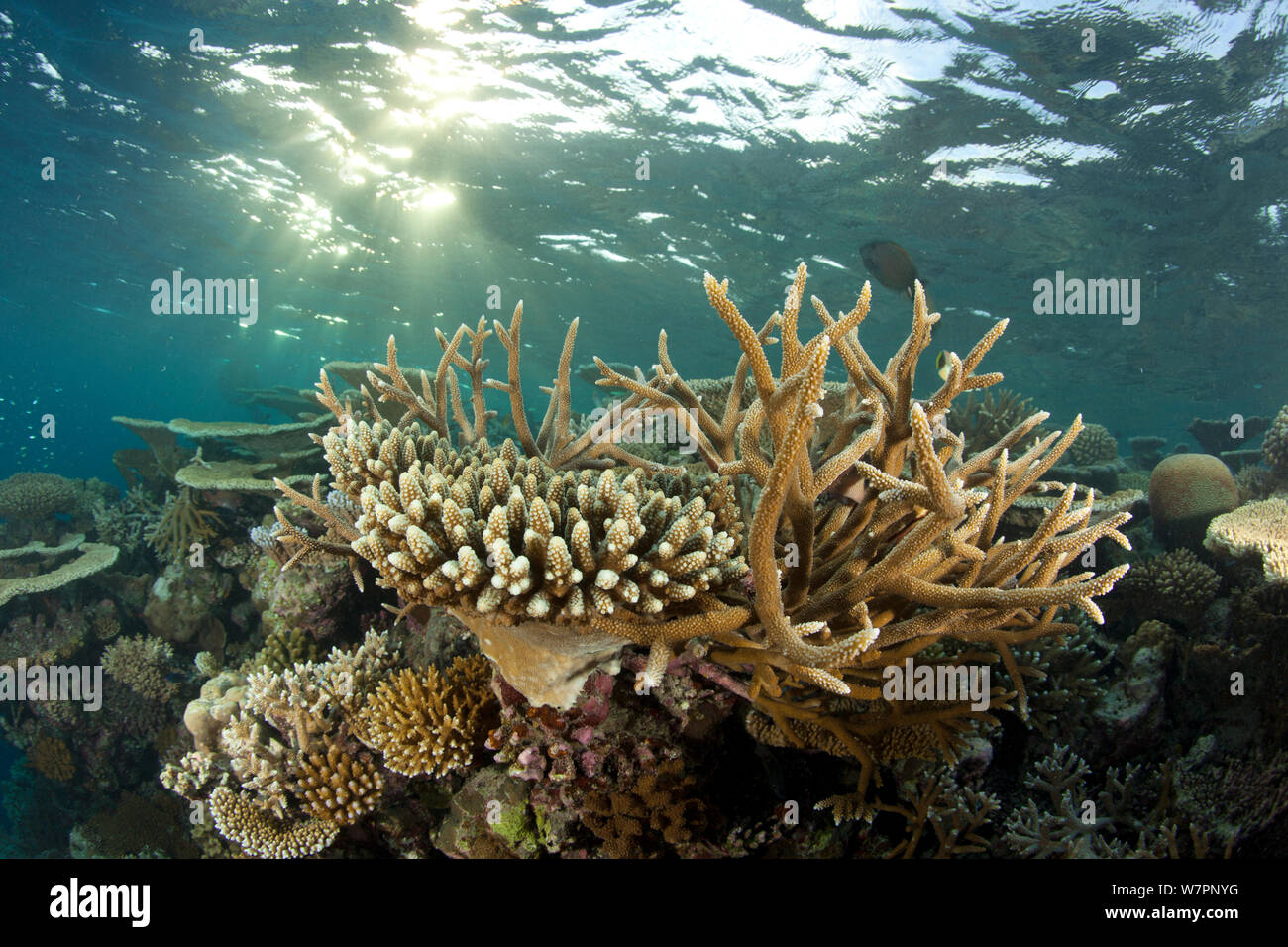 Reef covered with hard corals, Brush Coral (Acropora hyacinthus) Robust Acropora (Acropora robusta) and other Acropora, Maldives, Indian Ocean Stock Photo
