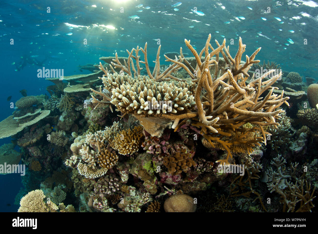 Reef covered with hard corals, Brush Coral (Acropora hyacinthus) Robust Acropora (Acropora robusta) and other Acropora, Maldives, Indian Ocean Stock Photo