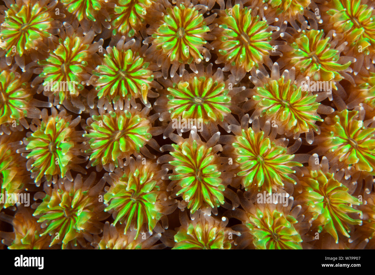 Polyps of cushion coral (Galaxea fascicularis) Maldives, Indian Ocean Stock Photo