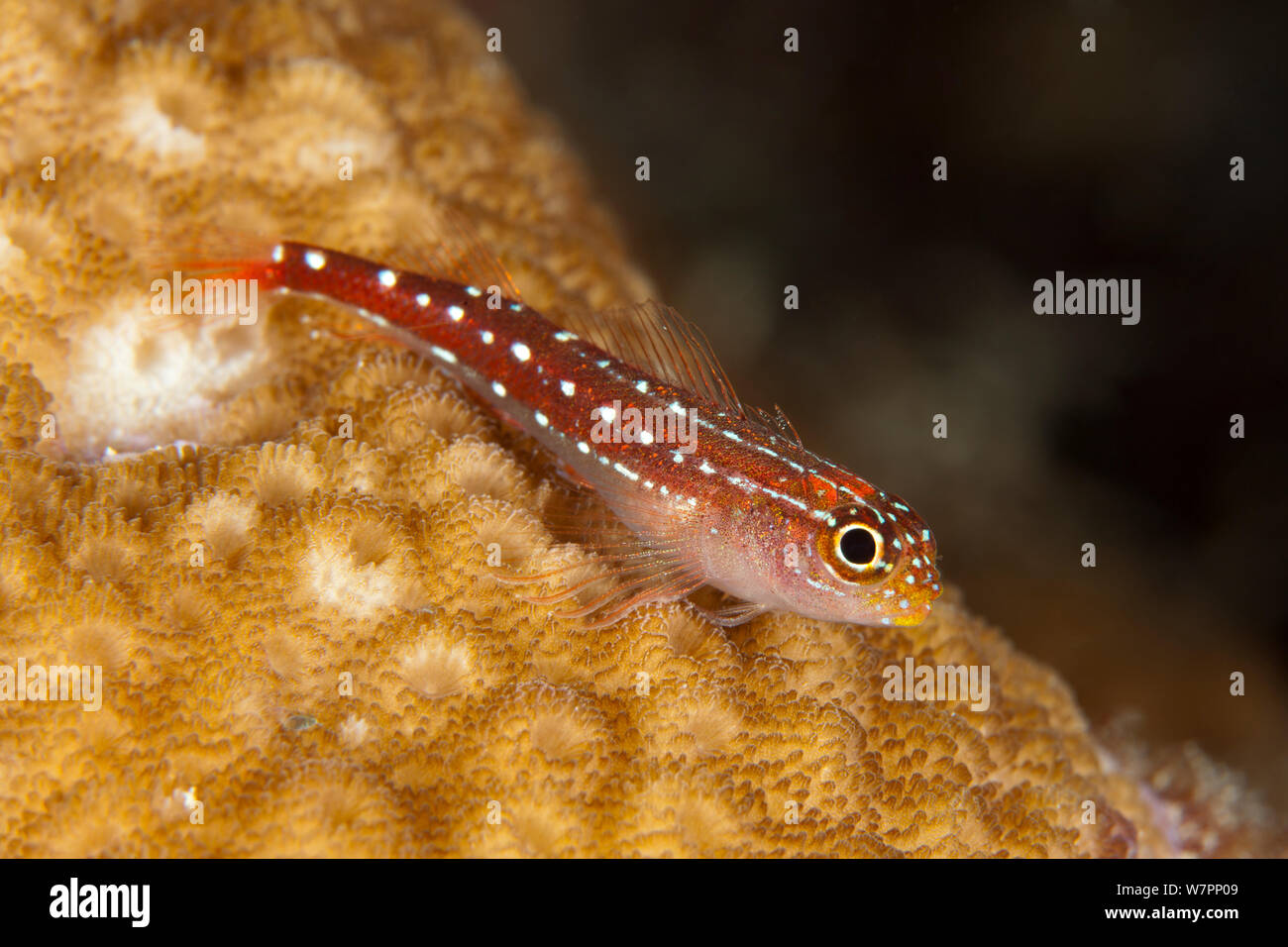 Neon triplefin (Helcogramma striata) Maldives, Indian Ocean Stock Photo