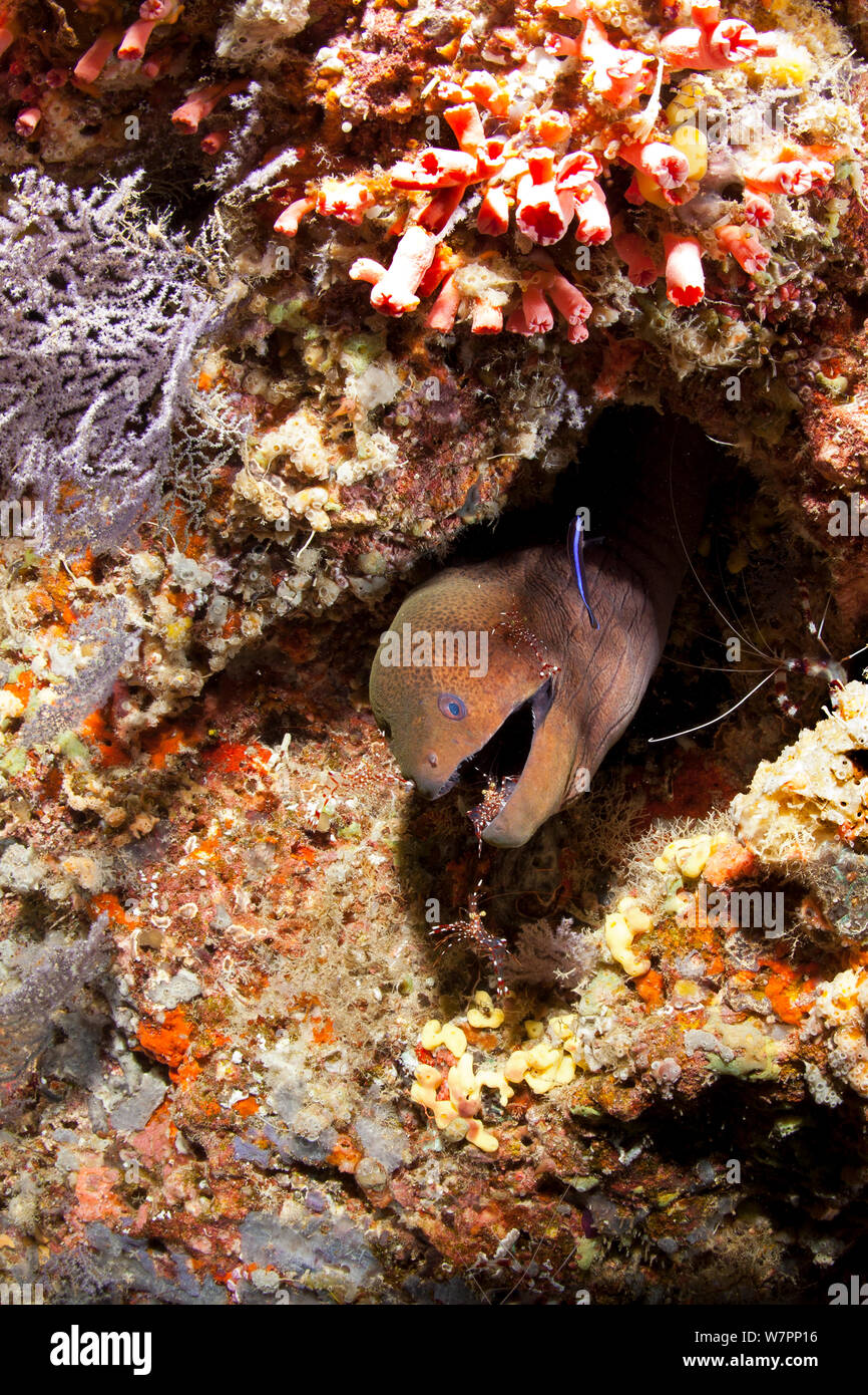 Giant moray (Gymnothorax javanicus) with Rock shrimp, Urocaridella sp. , Maldives, Indian Ocean Stock Photo