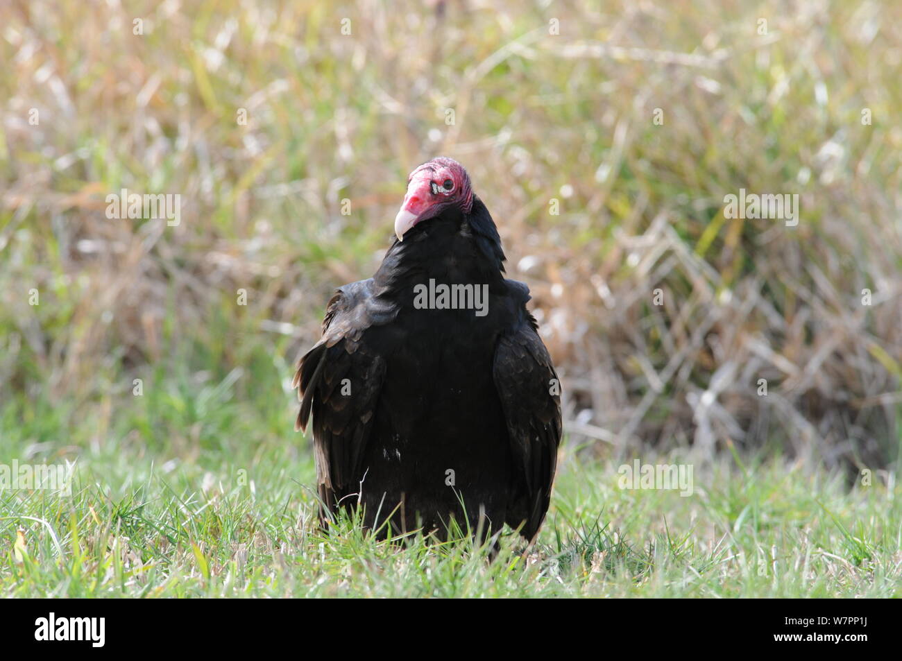 Turkey vulture sitting on the ground Stock Photo