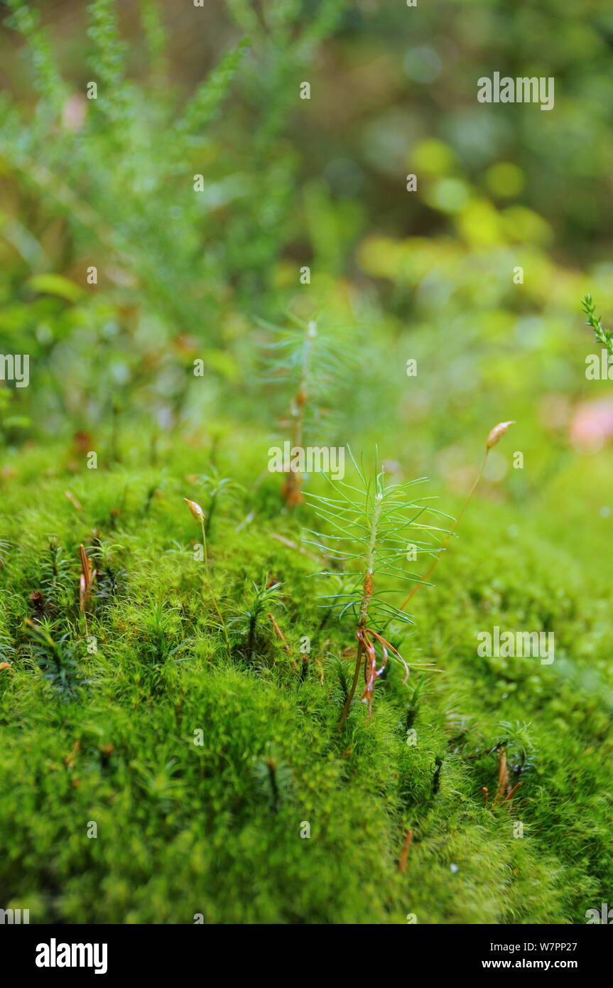 Small Forest growing on moss Stock Photo