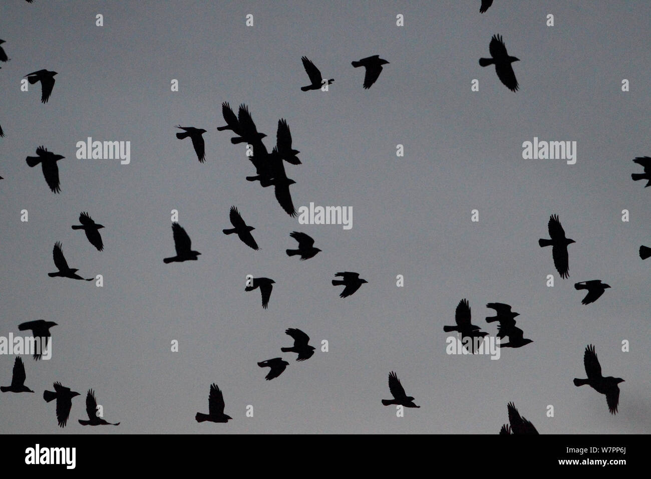 Rook (Corvus frugilegus) flock in flight. Buckenham Marshes RSPB, Norfolk, UK, November. Stock Photo