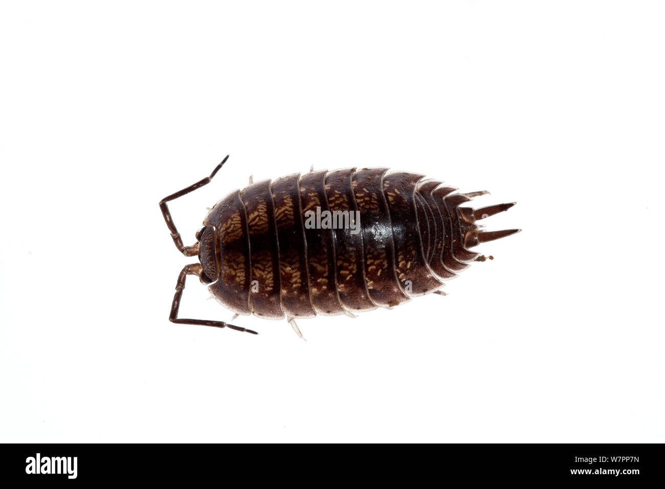 Smooth slater (Porcellio laevis) Heraklion, Crete, Greece, March meetyourneighbours.net project Stock Photo