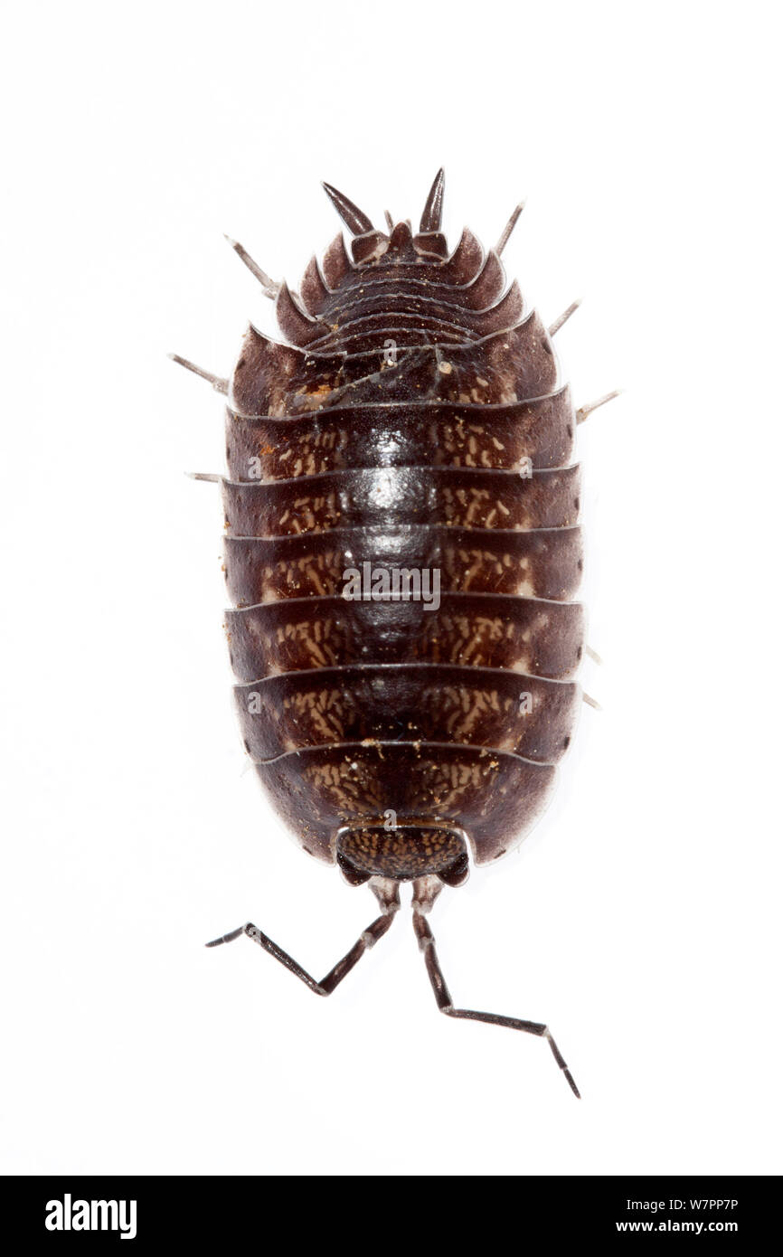 Smooth slater (Porcellio laevis) Heraklion, Crete, Greece, March meetyourneighbours.net project Stock Photo