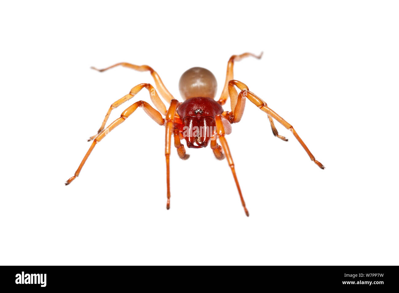 Woodlouse spider (Dysdera sp.) portrait, Heraklion, Crete, Greece meetyourneighbours.net project Stock Photo