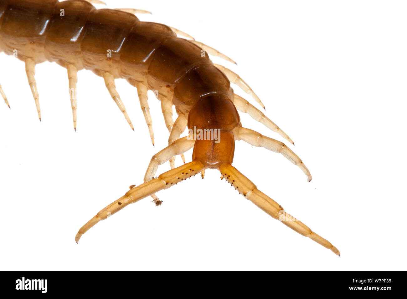 Close up of rear pair of legs of Mediterranean banded centipede (Scolopendra cingulata), Heraklion, Crete, Greece meetyourneighbours.net project Stock Photo